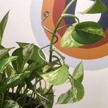 Load image into Gallery viewer, Steel Spiral Plant Stick