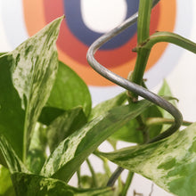 Load image into Gallery viewer, Steel Spiral Plant Stick